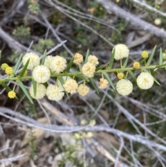 Acacia ulicifolia at Mitre, VIC - 20 Oct 2023