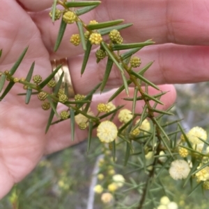 Acacia ulicifolia at Mitre, VIC - 20 Oct 2023