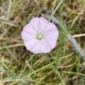 Convolvulus angustissimus subsp. angustissimus at Mitre, VIC - 20 Oct 2023