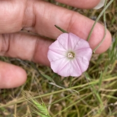 Convolvulus angustissimus subsp. angustissimus at Mitre, VIC - 20 Oct 2023