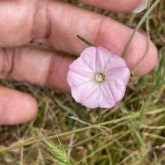 Convolvulus angustissimus subsp. angustissimus at Mitre, VIC - 20 Oct 2023 10:44 AM