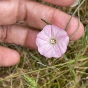 Convolvulus angustissimus subsp. angustissimus at Mitre, VIC - 20 Oct 2023 10:44 AM