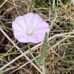 Convolvulus angustissimus subsp. angustissimus at Mitre, VIC - 20 Oct 2023