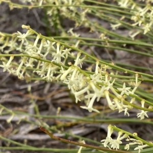 Stackhousia viminea at Mitre, VIC - 20 Oct 2023