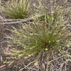 Stackhousia viminea at Mitre, VIC - 20 Oct 2023