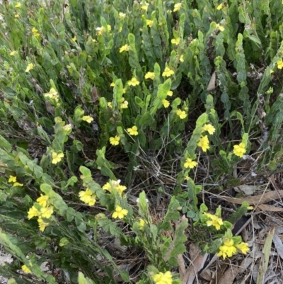 Goodenia varia (Sticky Goodenia) at Mitre, VIC - 20 Oct 2023 by AnneG1