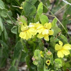 Goodenia varia at Mitre, VIC - 20 Oct 2023