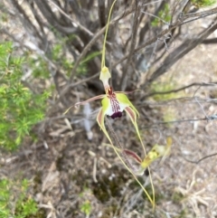 Caladenia tentaculata (Fringed Spider Orchid) at Mitre, VIC - 20 Oct 2023 by AnneG1