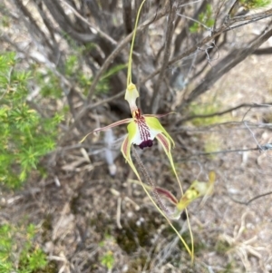 Caladenia tentaculata at Mitre, VIC - suppressed