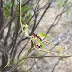 Caladenia tentaculata at Mitre, VIC - suppressed