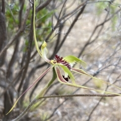 Caladenia tentaculata at Mitre, VIC - suppressed