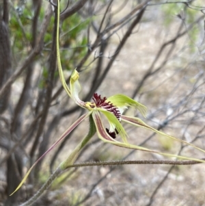 Caladenia tentaculata at Mitre, VIC - suppressed