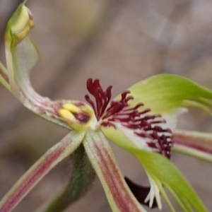 Caladenia tentaculata at Mitre, VIC - suppressed