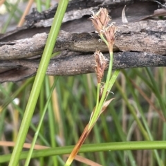Lepidosperma curtisiae at Bendoura, NSW - 25 Oct 2023 by JaneR