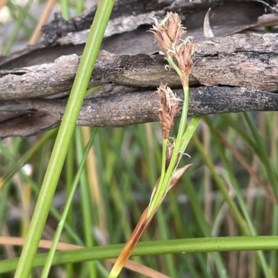 Lepidosperma (genus) (A Sword Sedge) at Bendoura, NSW - 25 Oct 2023 by JaneR