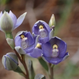 Thelymitra arenaria at Mitre, VIC - 20 Oct 2023