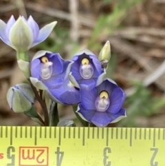 Thelymitra arenaria at Mitre, VIC - 20 Oct 2023