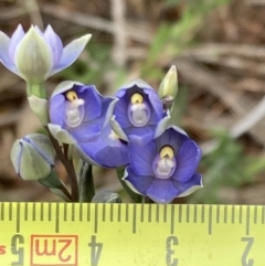 Thelymitra arenaria at Mitre, VIC - suppressed