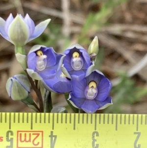 Thelymitra arenaria at Mitre, VIC - suppressed