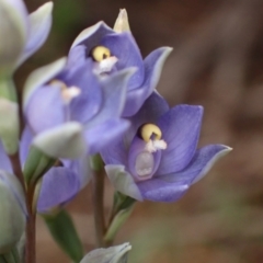 Thelymitra arenaria at Mitre, VIC - 20 Oct 2023