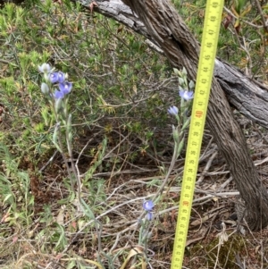 Thelymitra arenaria at Mitre, VIC - 20 Oct 2023