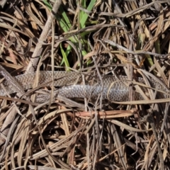 Delma inornata at Monash, ACT - 13 Oct 2023 11:13 AM