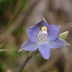 Thelymitra pauciflora (Slender Sun Orchid) at Mitre, VIC - 20 Oct 2023 by AnneG1