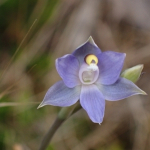 Thelymitra pauciflora at Mitre, VIC - 20 Oct 2023