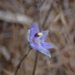 Thelymitra pauciflora at Mitre, VIC - 20 Oct 2023