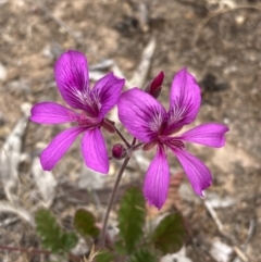 Pelargonium rodneyanum (Magenta Stork's Bill) at Mitre, VIC - 20 Oct 2023 by AnneG1