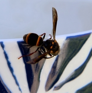 Paralastor sp. (genus) at Higgins, ACT - 27 Oct 2023