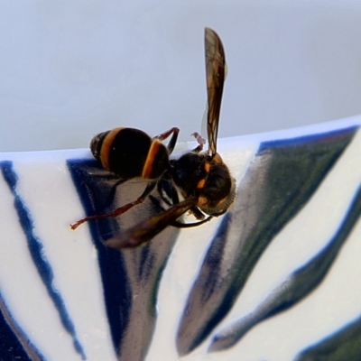 Euodynerus sp. (genus) (Mason Wasp) at Higgins, ACT - 26 Oct 2023 by Trevor
