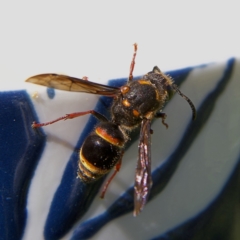 Paralastor sp. (genus) at Higgins, ACT - 27 Oct 2023 09:15 AM