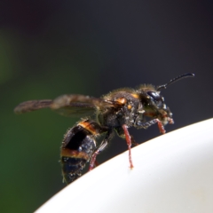 Paralastor sp. (genus) at Higgins, ACT - 27 Oct 2023