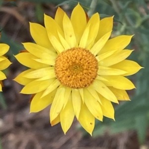 Xerochrysum bracteatum at Mitre, VIC - 22 Oct 2023 09:56 AM