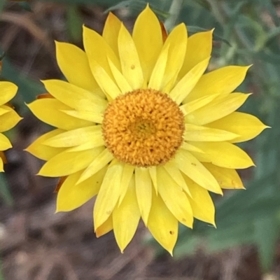 Xerochrysum bracteatum (Golden Everlasting) at Mitre, VIC - 21 Oct 2023 by AnneG1