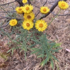 Xerochrysum bracteatum at Mitre, VIC - 22 Oct 2023 09:56 AM