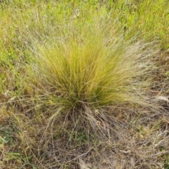 Nassella trichotoma (Serrated Tussock) at Isaacs, ACT - 27 Oct 2023 by Mike