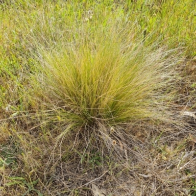 Nassella trichotoma (Serrated Tussock) at Isaacs Ridge and Nearby - 27 Oct 2023 by Mike