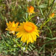 Xerochrysum viscosum (Sticky Everlasting) at Isaacs Ridge and Nearby - 27 Oct 2023 by Mike