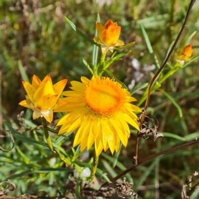 Xerochrysum viscosum (Sticky Everlasting) at Isaacs Ridge and Nearby - 27 Oct 2023 by Mike