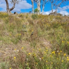 Xerochrysum viscosum at Isaacs, ACT - 27 Oct 2023