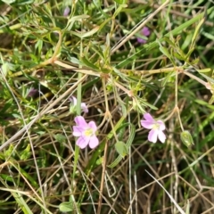 Geranium sp. Narrow lobes (G.S.Lorimer 1771) Vic. Herbarium at Isaacs Ridge - 27 Oct 2023 by Mike