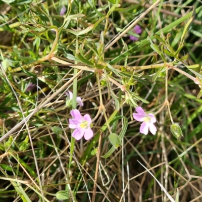 Geranium sp. Narrow lobes (G.S.Lorimer 1771) Vic. Herbarium at Isaacs, ACT - 27 Oct 2023 by Mike