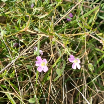 Geranium sp. Narrow lobes (G.S.Lorimer 1771) Vic. Herbarium at Isaacs Ridge - 27 Oct 2023 by Mike