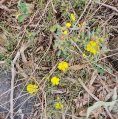 Hibbertia obtusifolia (Grey Guinea-flower) at Isaacs Ridge and Nearby - 27 Oct 2023 by Mike