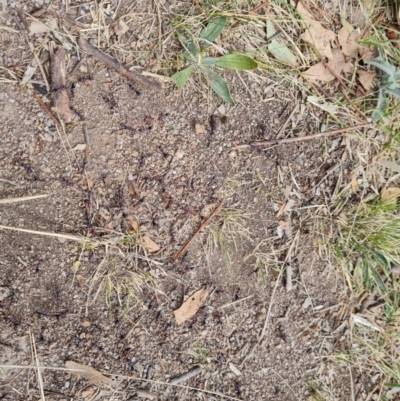 Iridomyrmex purpureus (Meat Ant) at Isaacs Ridge - 27 Oct 2023 by Mike