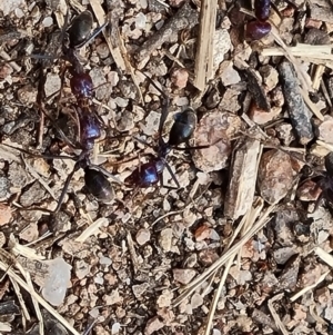 Iridomyrmex purpureus at Isaacs, ACT - 27 Oct 2023