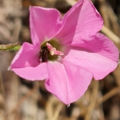 Convolvulus angustissimus subsp. angustissimus (Australian Bindweed) at Isaacs Ridge and Nearby - 27 Oct 2023 by Mike