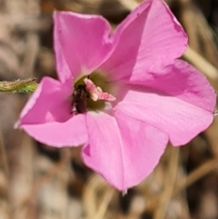 Convolvulus angustissimus subsp. angustissimus (Australian Bindweed) at Isaacs Ridge - 27 Oct 2023 by Mike